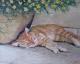 Leopold - peter paint - Ãl auf Leinwand - Katzen - GegenstÃ¤ndlich-Impressionismus-Realismus
