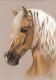 Berber Pferd Portrait - Nicole Zeug - Pastell auf Papier - Pferde - GegenstÃ¤ndlich-Naturalismus-Realismus