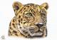 Der Leopard - Nicole Zeug - Farbstift auf Papier - Raubkatzen - Fotorealismus-GegenstÃ¤ndlich-Klassisch-Naturalismus-Realismus