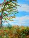 Kirschzeit - peter paint - Acryl auf Leinwand - Landschaft - Impressionismus