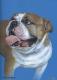 Englische Bulldogge - Nicole Zeug - Zeichnung auf  - Hunde - 