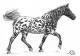 Tigerschecke - Nicole Zeug - Zeichnung auf  - Pferde - 