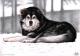 Alaskan Malamute 2 - Nicole Zeug - Kohle auf  - Hunde - 