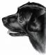 Schwarzer Labrador - Nicole Zeug - Zeichnung auf  - Hunde - 