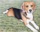 Beagle im Gras - Nicole Zeug - Farbstift auf  - Hunde - 