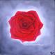 The Rose - Silke Sibego - Ãl auf  - Natur - GegenstÃ¤ndlich
