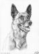 Malinois - Nicole Zeug - Zeichnung auf  - Hunde - 
