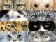 Animal Eyes - Nicole Zeug - - auf  - Tiere - 