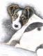 Jack Russell Welpe - Nicole Zeug - Zeichnung auf  - Hunde - 