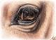 Horse Eyes - Nicole Zeug - Zeichnung auf  - Pferde - 