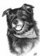 Lachender Hund - Nicole Zeug - Graphit auf  - Hunde - 