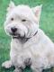 White West Highland Terrier - Nicole Zeug - - auf  - Hunde - 