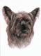 Australian Terrier - Nicole Zeug - Zeichnung auf  - Hunde - 