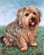 Yorkshire Terrier - Nicole Zeug - Aquarell auf  - Hunde - 