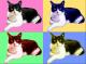 Tomcat PopArt - Nicole Zeug - - auf  - Katzen - 