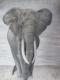 FREIHEIT 2 - Elefant - Susanne Brodkorb - Sonstiges auf  - Wildtiere - Fotorealismus