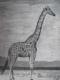 FREIHEIT 3 - Giraffe - Susanne Brodkorb - Sonstiges auf Papier - Wildtiere - Fotorealismus
