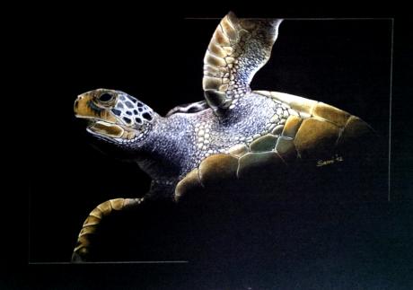 Wasser-Schildkröte aus dem Dunkel - Sanni Schmiedefeld - Array auf  - Array - 