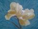 Blume vor Blau - Ursula Langa - Kreide-Pastell auf Karton - Blumen - Naturalismus