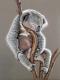 Koala Sleep - Nicole Zeug -  auf  - Tiere - Realismus