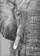 Afrikanischer Elefant - Nicole Zeug -  auf  - Tiere - Realismus