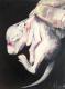 Embryo - Laura Schwarz - Ãl auf Leinwand - Haustiere-Wildtiere - GegenstÃ¤ndlich-Naturalismus-Realismus