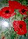Mohnblumen Mohnblumen