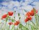 Mohn im Gras Mohn im Gras