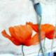 ---mohn ---mohn