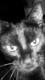 CatsMoment CatsMoment