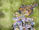 Monarch Monarch