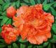 Peony no.1 Peony no.1