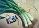 Caution leeks--- Caution leeks---