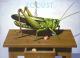 Big Locust is putting in Big Locust is putting in