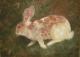 ---Kaninchen - Birgit Schnapp - Ãl auf Leinwand - Tiere-Garten - Impressionismus