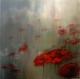 Klatschmohn Klatschmohn
