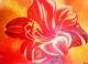 Blume Blume