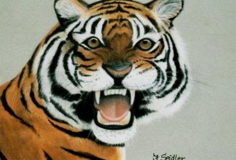 Fauchender Tiger - Jana Seidler - Array auf Array - Array - Array