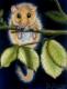 Haselmaus Haselmaus
