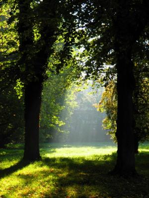 Herbstliche Waldlichtung in der Morgensonne - Wolfgang Bergter -  auf Array - Array - 