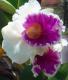 Orchidee in Hochzeit-Laune - micha vRhein - Ãl auf Leinwand - Blumen - Fotorealismus