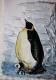 Pinguin-MOM