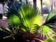 Palme