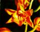 Orchidee in Acryl Orchidee in Acryl
