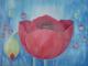 Mohn II Mohn II
