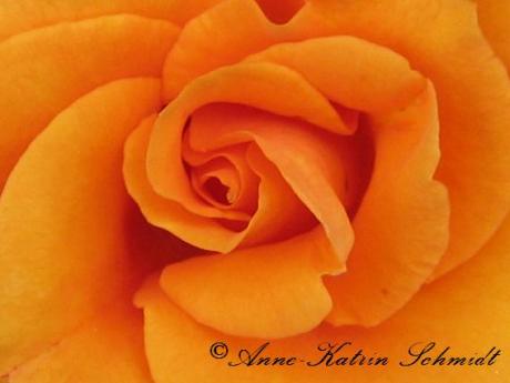 Rose - Anne Schmidt - auf - Array - Rose - Anne Schmidt - auf - Array -