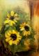 Sonnenblumen ... -  Sophie Moliso - Ãl auf Leinwand - Blumen-Sonnenblumen - 