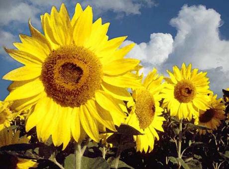 Sonnenblumen 02 - C.Hillinger - auf - Array - Sonnenblumen 02 - C.Hillinger - auf - Array -