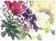 Pfingstrosen - 2001 - Aquarell Pfingstrosen - 2001 - Aquarell