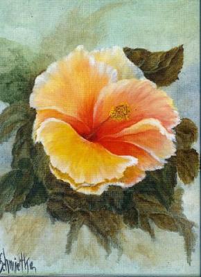 Hibiskusblüte - Abimbolino - auf - Array - Hibiskusblüte - Abimbolino - auf - Array -